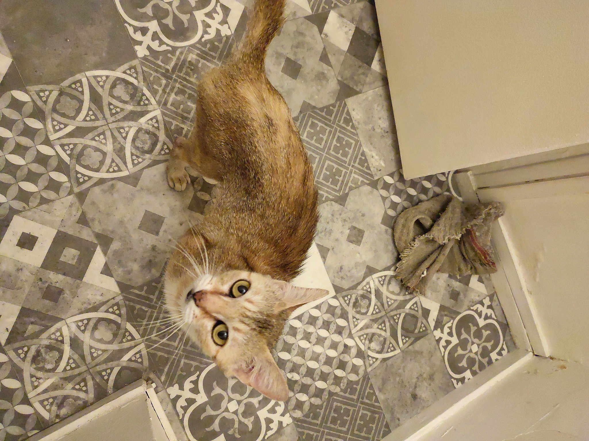 Cannelle