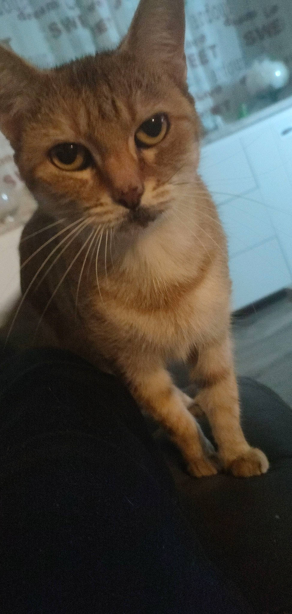 Cannelle a rejoint le concours — aidez-le/la à gagner de superbes lots ! carnivore, cat, domestic_short_haired_cat, fawn, felidae, fur, paw, small_to_medium_sized_cats, snout, terrestrial_animal, whiskers, window, windshield