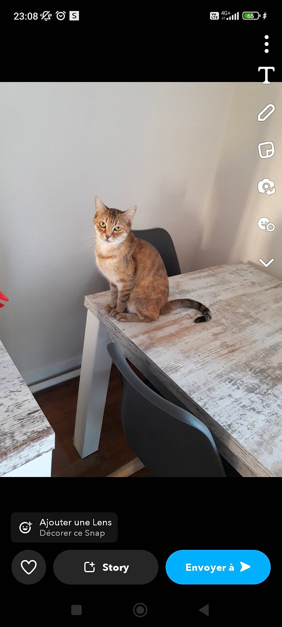 Cannelle a rejoint le concours — aidez-le/la à gagner de superbes lots ! carnivore, cat, cat_supply, comfort, fawn, felidae, flooring, fur, grey, hardwood, linens, pet_supply, room, sitting, small_to_medium_sized_cats, tail, terrestrial_animal, whiskers, wood