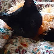 Salem is registered to the contest to win money with this photo: black_cat, cat, pet, animal, blanket, colorful, patterned, cozy, soft, furry, resting, indoor, close_up, cute, whiskers, ears, eyes, texture, warm, comfort