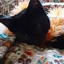 black_cat, cat, pet, animal, blanket, colorful, patterned, cozy, soft, furry, resting, indoor, close_up, cute, whiskers, ears, eyes, texture, warm, comfort