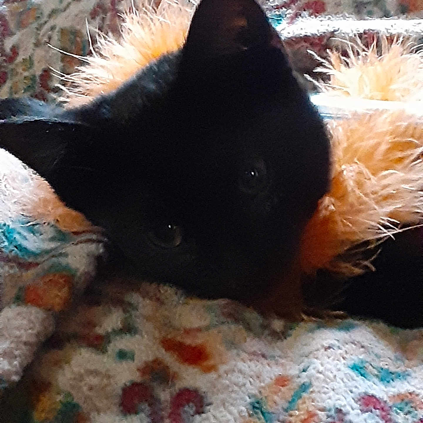 Salem is registered to the contest to win money with this photo: animal, black_cat, blanket, cat, close_up, colorful, comfort, cozy, cute, ears, eyes, furry, indoor, patterned, pet, resting, soft, texture, warm, whiskers