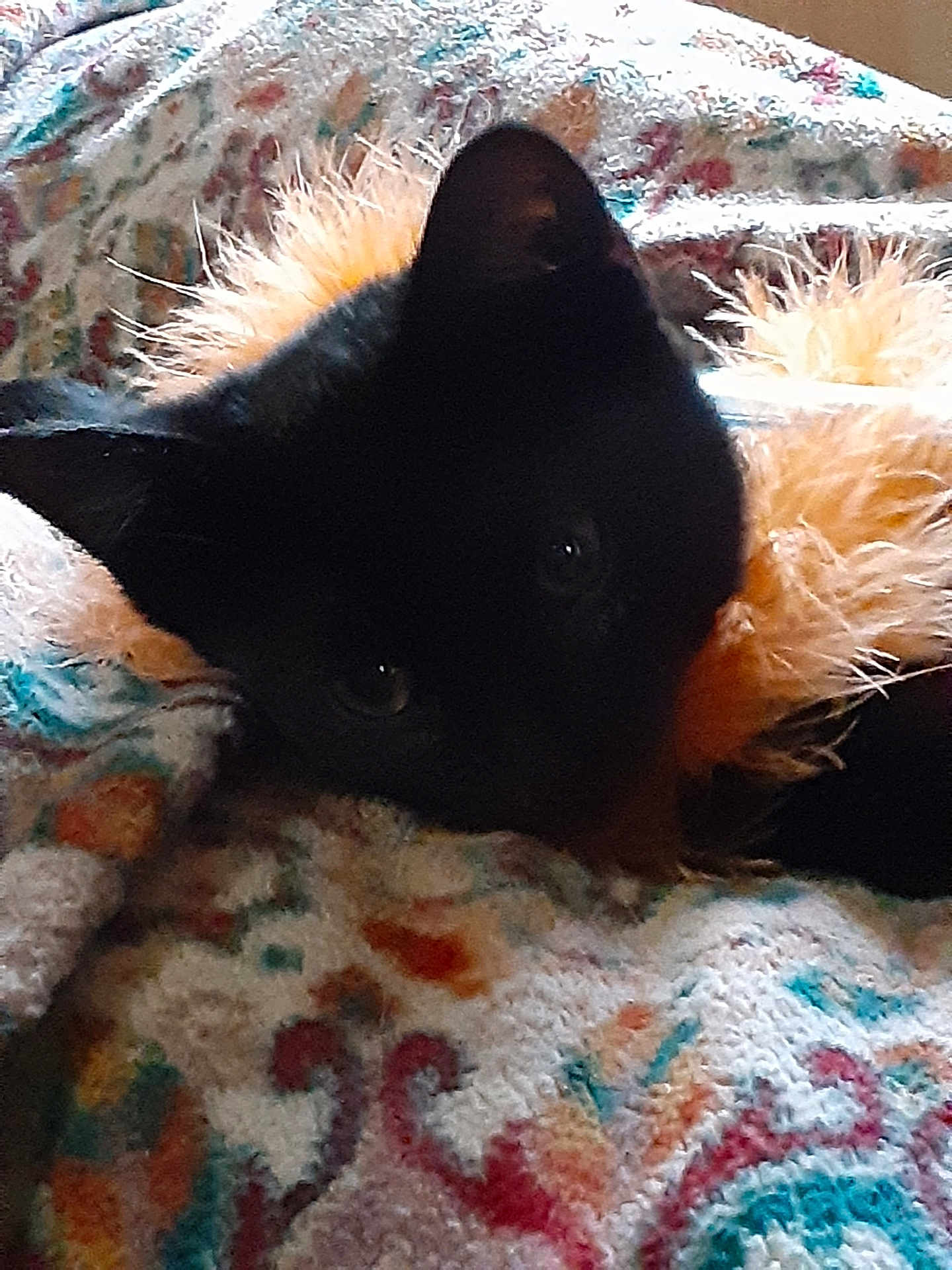 Salem is registered to the contest to win money with this photo: black_cat, cat, pet, animal, blanket, colorful, patterned, cozy, soft, furry, resting, indoor, close_up, cute, whiskers, ears, eyes, texture, warm, comfort