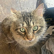 Skeeter is registered to the contest to win money with this photo: cat, tabby_cat, pet, whiskers, green_eyes, close_up, fur, ear, nose, indoor, wooden_floor, curious, feline, domestic_cat, portrait, long_hair, mammal, cute, staring, towel