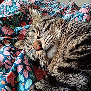 Simba a rejoint le concours — aidez-le/la à gagner de superbes lots ! animal, cat, close_up, comfort, cozy, cute, feline, floral_blanket, fur, indoor, nap, pattern, paw, pet, relaxation, resting, sleeping, soft_light, tabby_cat, whiskers