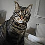 cat, tabby, pet, animal, indoor, bed, feline, whiskers, ears, eyes, striped, domestic, cozy, house, window, radiator, fur, mammal, portrait, cute