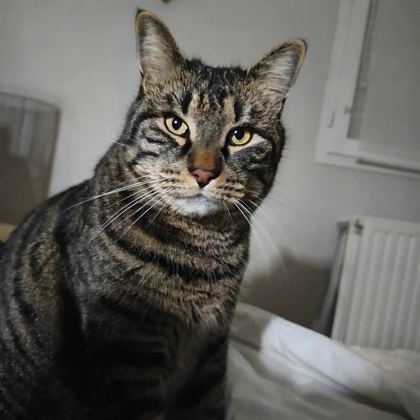 Simba a rejoint le concours — aidez-le/la à gagner de superbes lots ! animal, bed, cat, cozy, cute, domestic, ears, eyes, feline, fur, house, indoor, mammal, pet, portrait, radiator, striped, tabby, whiskers, window