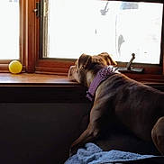 Beige joined the competition — help win amazing prizes! animal, blanket, brown_dog, calm, collar, daylight, dog, furniture, house, indoor, looking_out, pet, quiet, relaxed, resting, side_view, sunlight, window, wooden_sill, yellow_ball