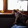 animal, blanket, brown_dog, calm, collar, daylight, dog, furniture, house, indoor, looking_out, pet, quiet, relaxed, resting, side_view, sunlight, window, wooden_sill, yellow_ball