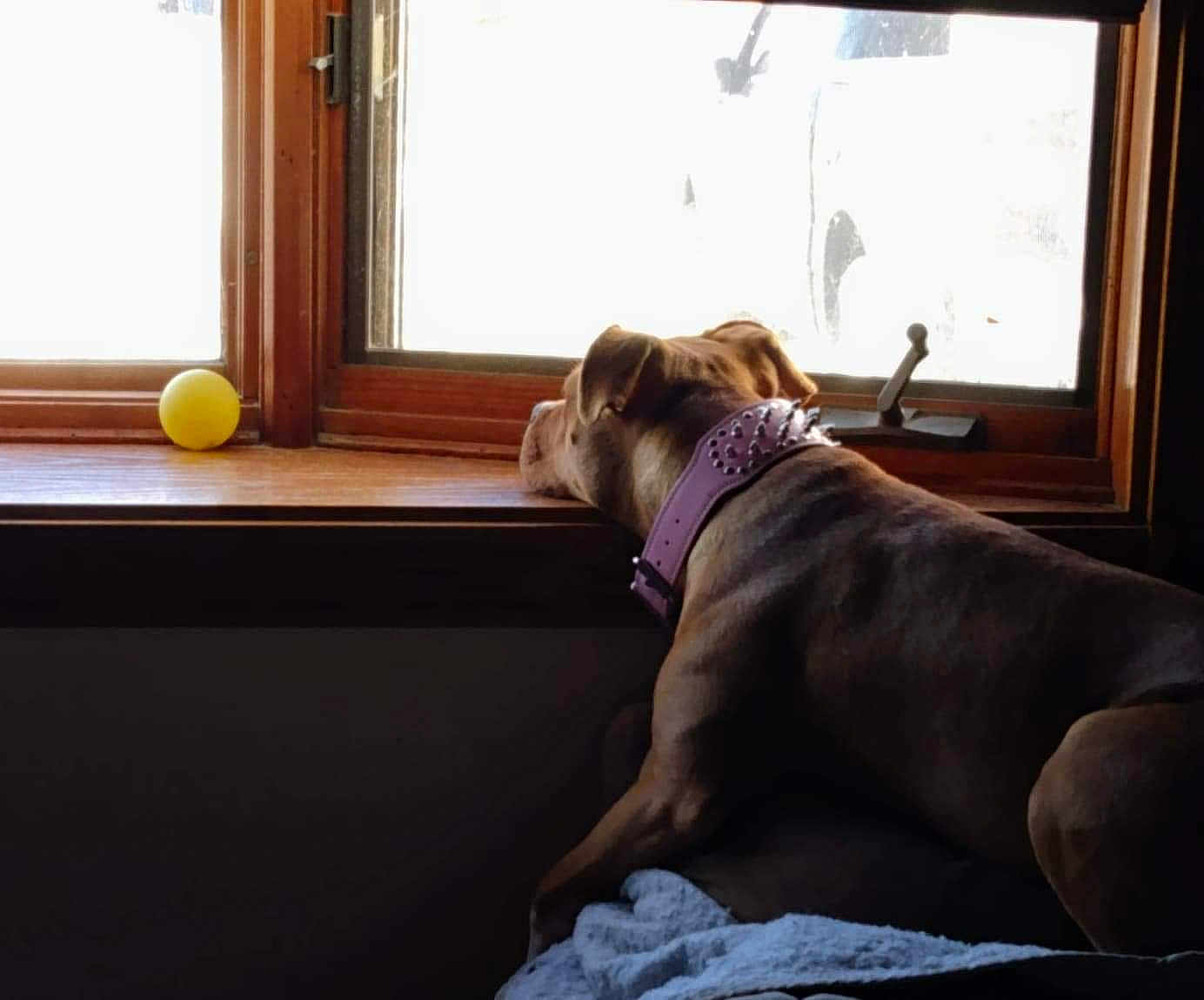 Beige joined the competition — help win amazing prizes! animal, blanket, brown_dog, calm, collar, daylight, dog, furniture, house, indoor, looking_out, pet, quiet, relaxed, resting, side_view, sunlight, window, wooden_sill, yellow_ball