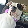 Marcella joined the competition — help win amazing prizes! animal, backseat, black_patch, calm, car_interior, closeup, collar, daylight, dog, domestic_animal, flower_accessory, looking_away, pet, portrait, purple_collar, seated, travel, vehicle, white_dog, window