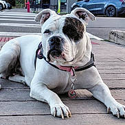 Marcella is registered to the contest to win money with this photo: alert, animal, black_patch, canine, car, collar, crosswalk, daytime, dog, leash, outdoor, pavement, pet, quiet, resting, service_dog, sidewalk, street, urban, white_dog