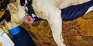 Marcella is registered to the contest to win money with this photo: animal, bandana, black_spots, blanket, blue, carpet, container, couch, cozy, dog, domestic, furniture, indoor, patterned, paw_tag, pet_tag, relaxed, resting, sleeping, white_dog