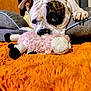 animal, black_patch, closeup, couch, cozy, curious, cute, dog, ears, fuzzy, indoor, orange_blanket, paw, pet, relaxed, resting, soft, stuffed_animal, toy, white_dog