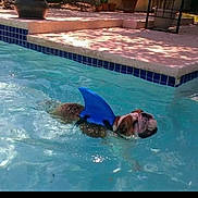Drow is registered to the contest to win money with this photo: dog, bulldog, swimming, pool, water, blue_shark_fin, pet, outdoor, summer, funny, animal, canine, playful, backyard, sunlight, recreation, mammal, domestic_animal, leisure, swim