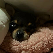 Bisou is registered to the contest to win money with this photo: dog, puppy, blanket, soft, cozy, sleepy, fur, pet, cute, snug, face, ears, nose, indoor, resting, closeup, brown, black, pink, texture