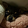 dog, puppy, blanket, soft, cozy, sleepy, fur, pet, cute, snug, face, ears, nose, indoor, resting, closeup, brown, black, pink, texture