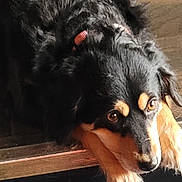 Bailey joined the competition — help win amazing prizes! animal, black_dog, calm, canine, carpet, close_up, collar, dog, ears, floor, fur, indoor, looking_away, nose, paw, pet, quiet, resting, tan_markings, wooden_step