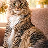 cat, fluffy, green_eyes, tabby, sitting, indoor, couch, furniture, pet, whiskers, fur, domestic_animal, portrait, animal, mammal, relaxed, closeup, soft_light, feline, house