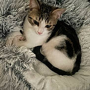 Hermes participe au concours pour gagner de l'argent avec cette photo : kitten, cat, pet, animal, fur, fluffy, bed, cozy, resting, cute, domestic, young, white, brown, black, tabby, sleepy, comfort, indoor, soft