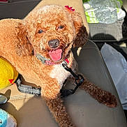 Samantha is registered to the contest to win money with this photo: dog, curly_fur, toy, plush_toy, car_seat, leash, pink_bow, happy, tongue_out, pet, sunlight, interior, seat_belt, animal, cute, brown_fur, smiling, close_up, relaxed, indoor