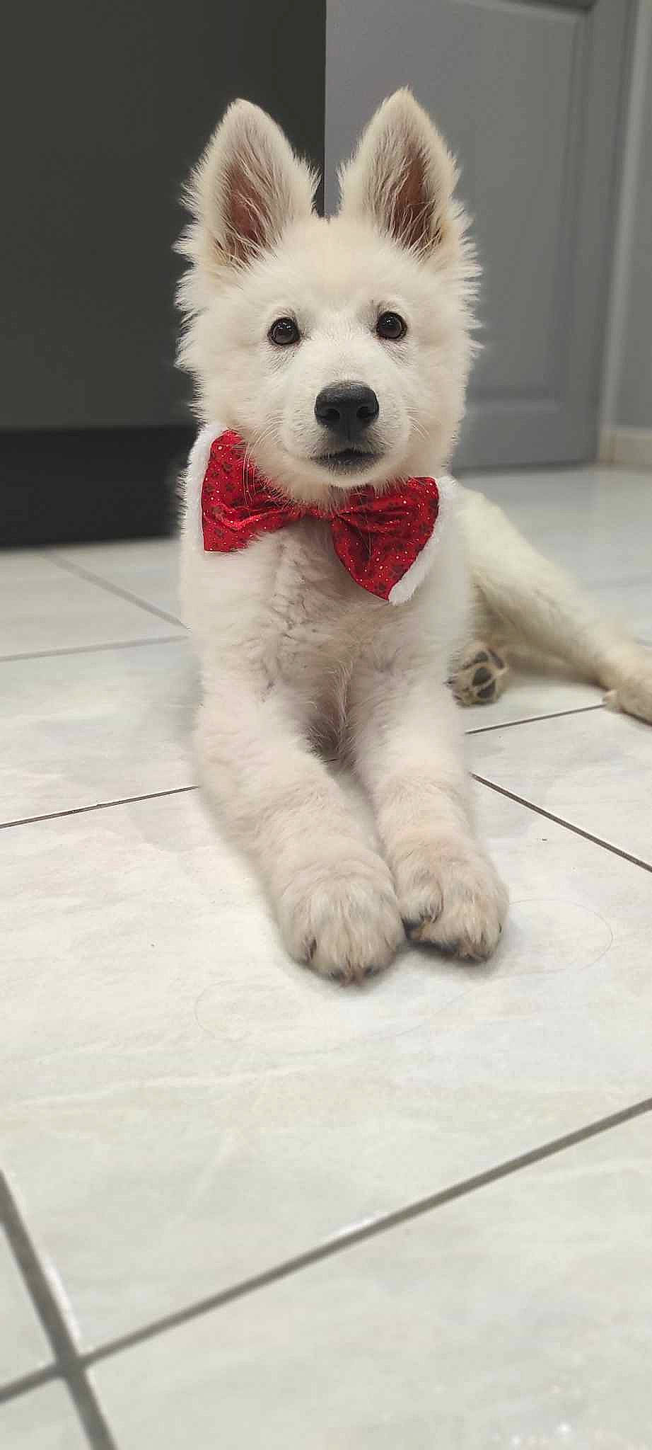 Usko participe au concours pour gagner de l'argent avec cette photo : ancient_dog_breeds, canidae, carmine, carnivore, collar, companion_dog, dog, dog_breed, dog_supply, flooring, fur, giant_dog_breed, non_sporting_group, pet_supply, sporting_group, tail, terrestrial_animal, working_animal