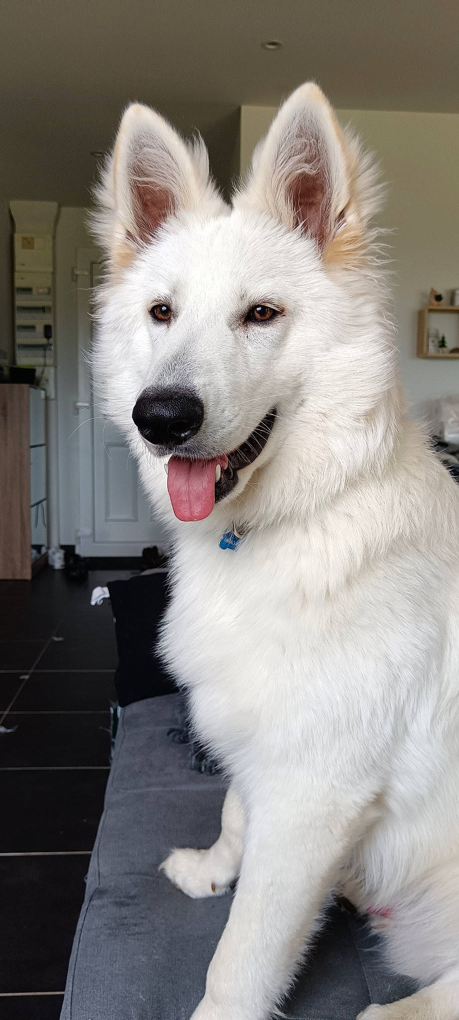 Usko participe au concours pour gagner de l'argent avec cette photo : ancient_dog_breeds, canidae, carnivore, collar, companion_dog, dog, dog_breed, door, eye, fang, fur, giant_dog_breed, herding_dog, non_sporting_group, samoyed, snout, sporting_group, whiskers, working_animal, working_dog