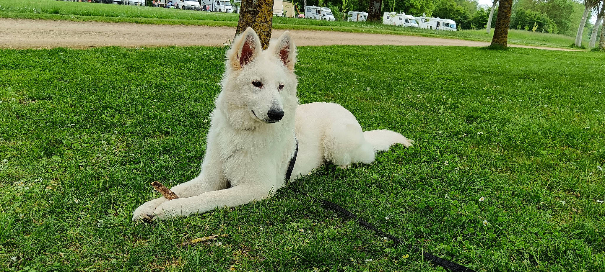 Usko a rejoint le concours — aidez-le/la à gagner de superbes lots ! ancient_dog_breeds, canidae, carnivore, collar, companion_dog, dog, dog_breed, grass, grassland, lawn, non_sporting_group, plant, sporting_group, tail, tree, working_dog