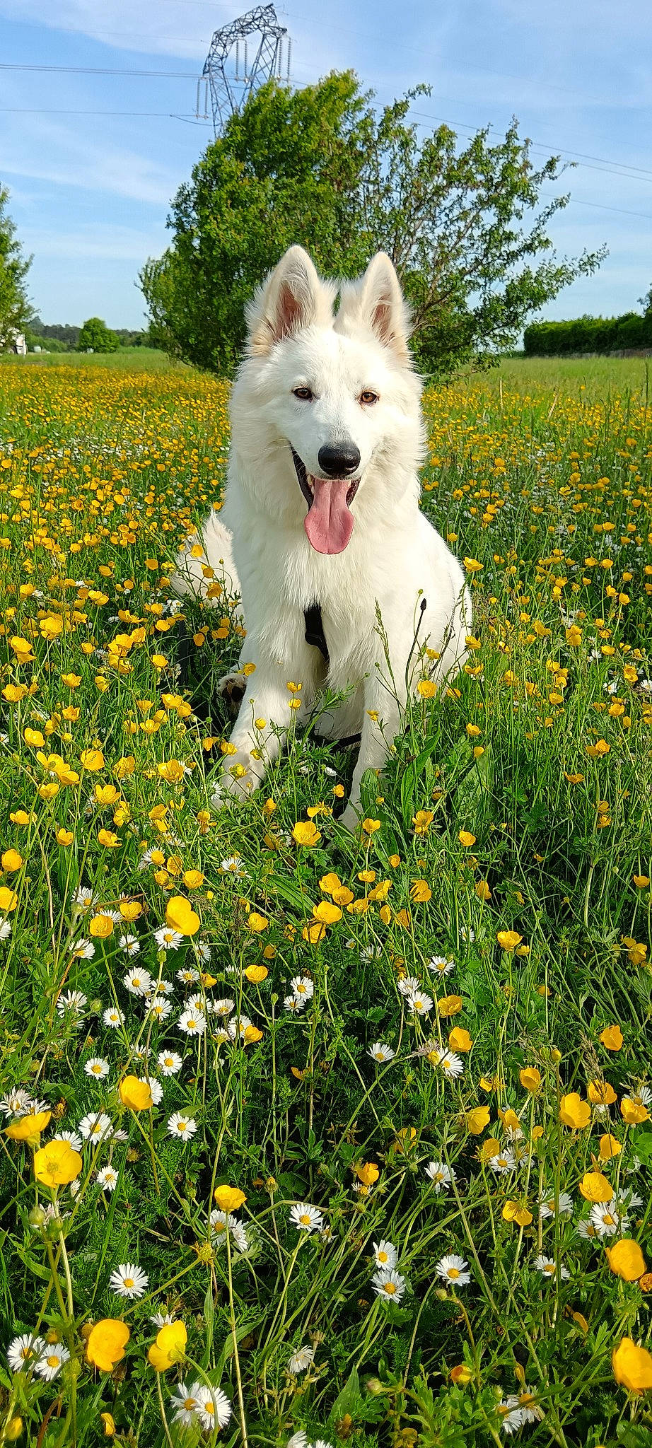 Usko a rejoint le concours — aidez-le/la à gagner de superbes lots ! carnivore, companion_dog, dog, dog_breed, field, flower, grass, grassland, green, happy, meadow, natural_landscape, nature, pasture, people_in_nature, plant, prairie, sky, summer, tree