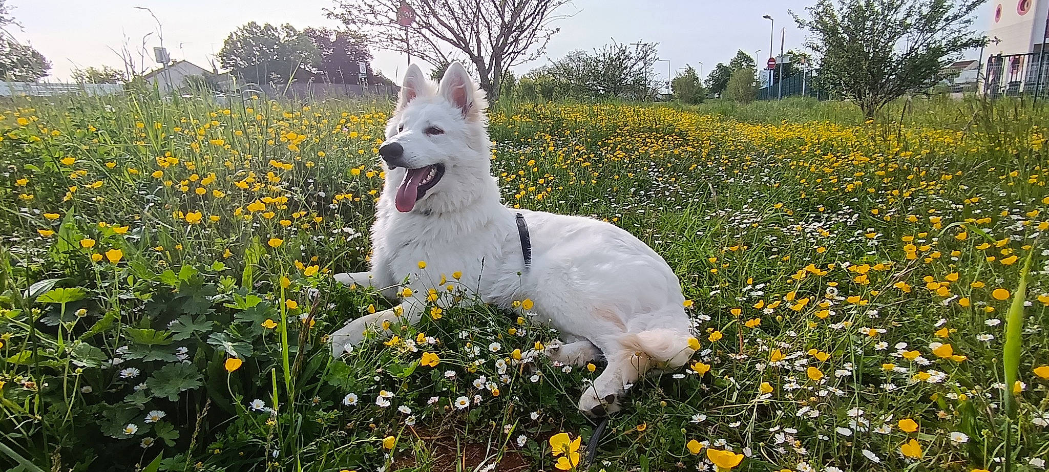Usko participe au concours pour gagner de l'argent avec cette photo : canidae, carnivore, companion_dog, dog, dog_breed, field, flower, grass, grassland, landscape, meadow, natural_landscape, pasture, people_in_nature, plant, prairie, sky, sporting_group, tail, tree