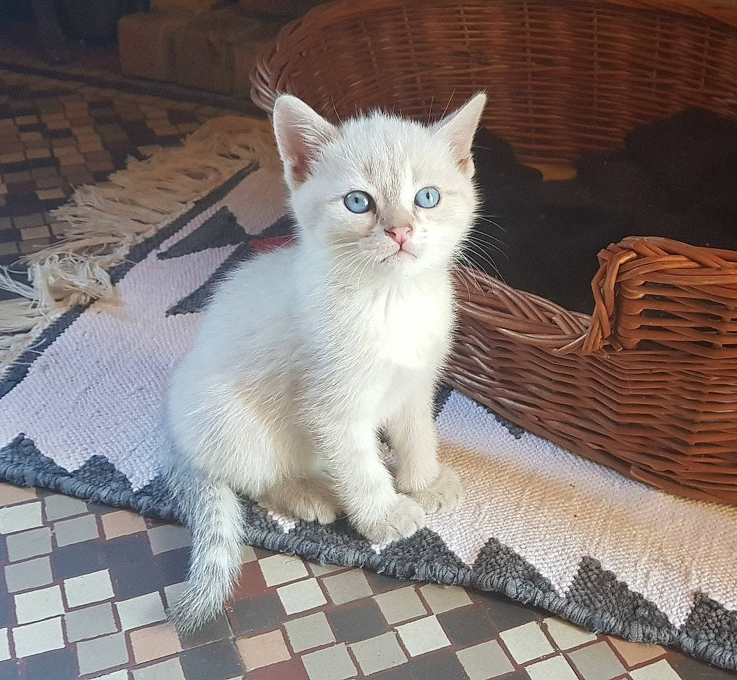 Pilou a rejoint le concours — aidez-le/la à gagner de superbes lots ! aegean_cat, arabian_mau, asian, burmilla, carnivore, cat, domestic_short_haired_cat, european_shorthair, eye, felidae, khao_manee, kitten, mammal, ojos_azules, ragdoll, small_to_medium_sized_cats, turkish_angora, turkish_van, vertebrate, whiskers