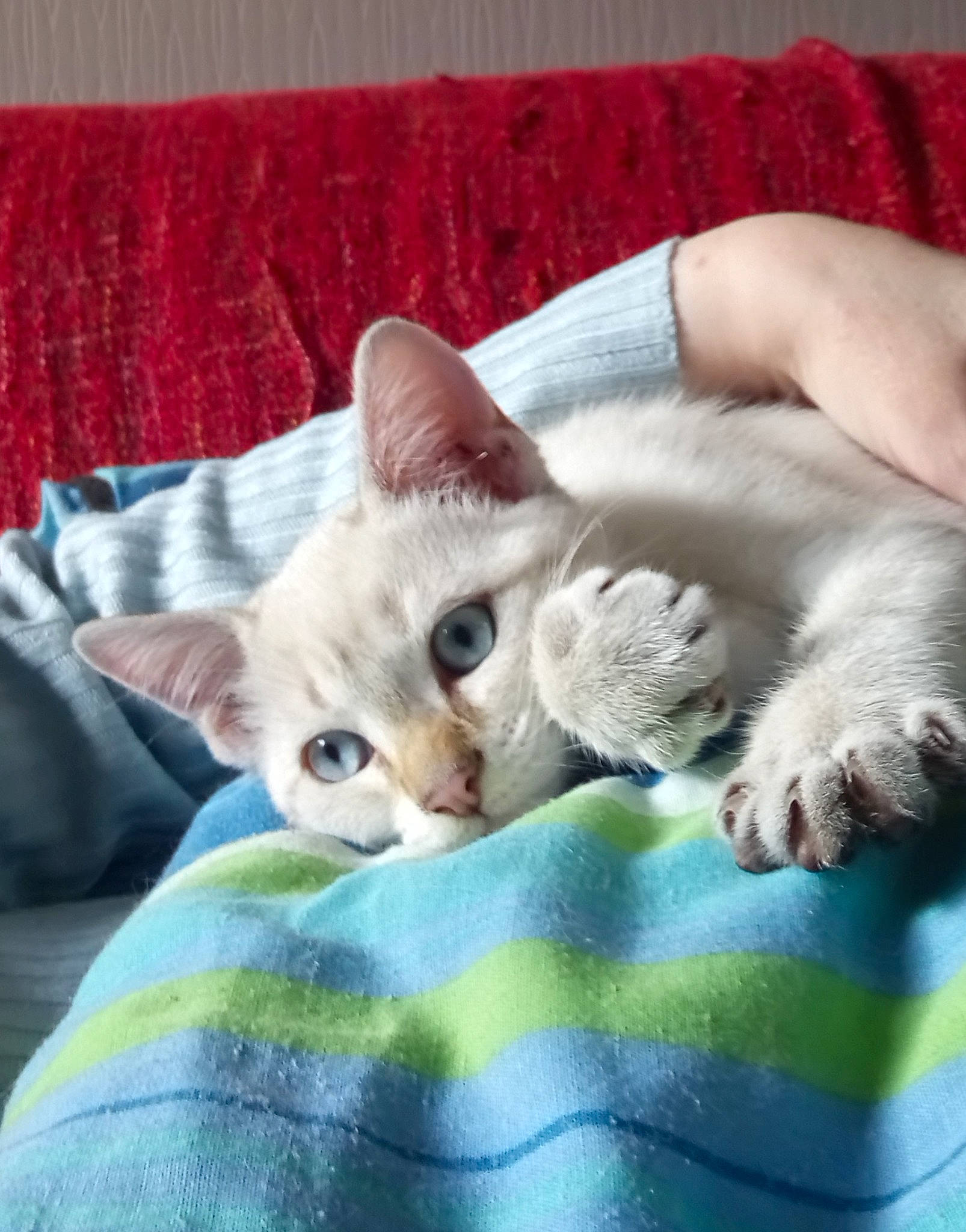 Pilou participe au concours pour gagner de l'argent avec cette photo : asian, australian_mist, burmilla, carnivore, cat, colorpoint_shorthair, devon_rex, domestic_short_haired_cat, fawn, felidae, german_rex, kitten, mammal, nap, singapura, small_to_medium_sized_cats, vertebrate, whiskers