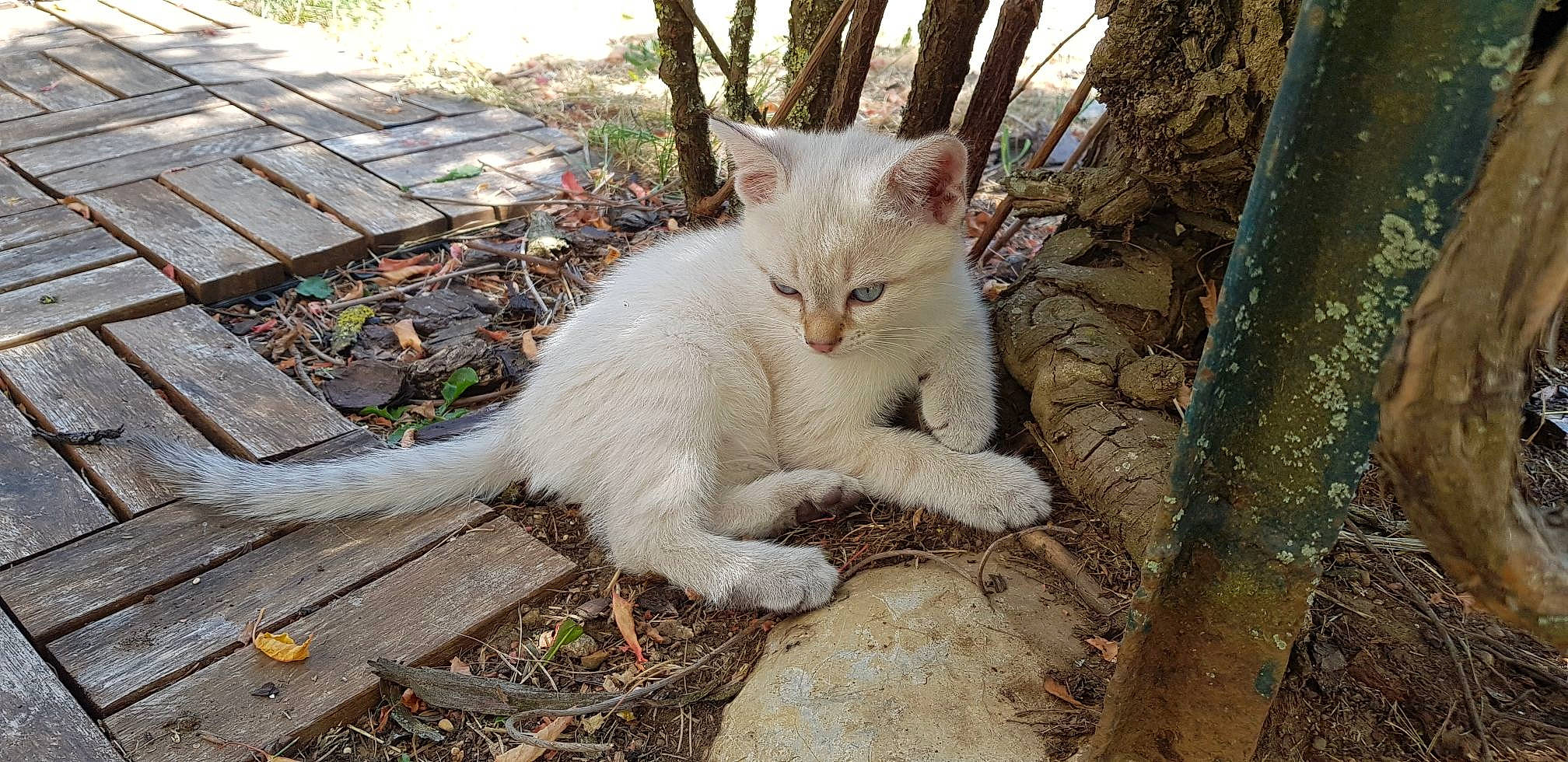 Pilou participe au concours pour gagner de l'argent avec cette photo : aegean_cat, asian, burmilla, carnivore, cat, domestic_short_haired_cat, european_shorthair, fawn, felidae, german_rex, kitten, mammal, polydactyl_cat, small_to_medium_sized_cats, tail, turkish_angora, turkish_van, whiskers