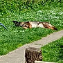 dog, grass, flowers, lawn, tree_stump, path, outdoor, sunny, resting, sleeping, pet, nature, garden, canine, summer, greenery, relaxation, animal, daytime, peaceful