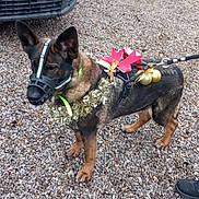 Chelcy participe au concours pour gagner de l'argent avec cette photo : animal, black_and_brown_fur, canine, daylight, dog, festive, footwear, garland, golden_ornaments, gravel, holiday_decorations, human_foot, leash, muzzle, nature, outdoor, pet, red_bow, standing, vehicle