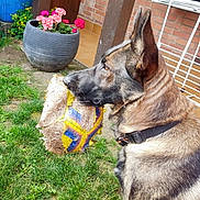 Chelcy a rejoint le concours — aidez-le/la à gagner de superbes lots ! dog, german_shepherd, outdoor, grass, toy, soccer_ball, chewed_ball, flower_pot, flowers, collar, pet, animal, garden, brick_wall, ear, fur, side_view, playful, canine, nature