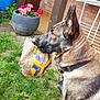 dog, german_shepherd, outdoor, grass, toy, soccer_ball, chewed_ball, flower_pot, flowers, collar, pet, animal, garden, brick_wall, ear, fur, side_view, playful, canine, nature