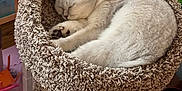 Lili is registered to the contest to win money with this photo: cat, sleeping, cozy, bed, carpeted, white_cat, feline, indoor, pet, resting, curled_up, toys, colorful, wood_floor, comfort, household, furry, cute, relaxed, domestic_animal
