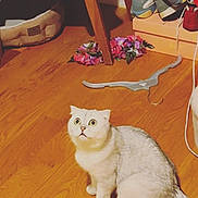 Lili is registered to the contest to win money with this photo: cat, white_cat, wide_eyes, wooden_floor, flowers, shoes, shoe_boxes, pet_bed, indoor, flooring, furniture_leg, cord, curious, animal, domestic_cat, pets, sitting, looking_up, home_interior, floor
