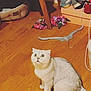 cat, white_cat, wide_eyes, wooden_floor, flowers, shoes, shoe_boxes, pet_bed, indoor, flooring, furniture_leg, cord, curious, animal, domestic_cat, pets, sitting, looking_up, home_interior, floor