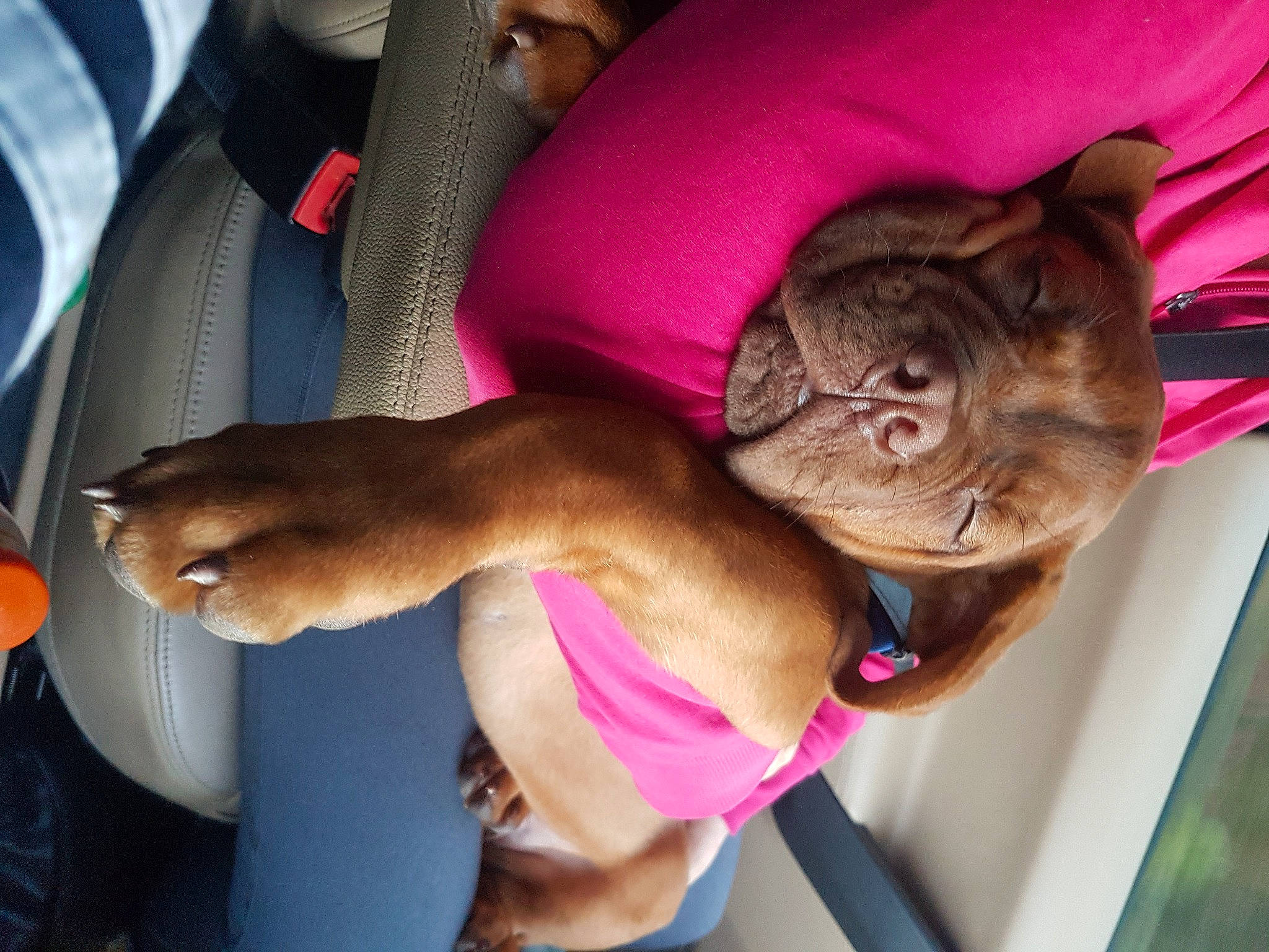 Remi joined the competition — help win amazing prizes! auto_part, canidae, car_seat, carnivore, collar, comfort, companion_dog, dog, dog_breed, ear, fawn, human_leg, liver, pug, snout, sporting_group, tail, thigh, vehicle_door, wrinkle