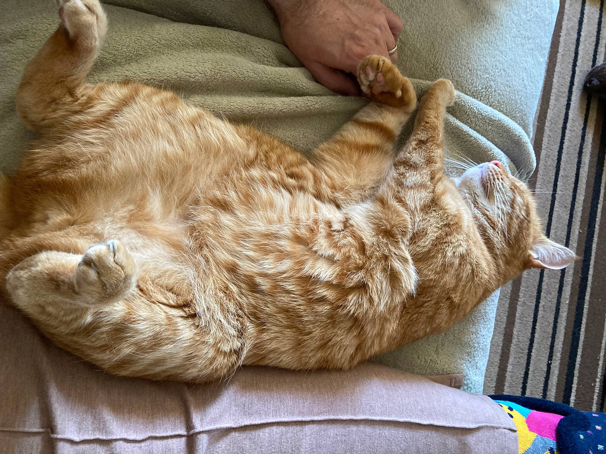 Indy joined the competition — help win amazing prizes! carnivore, cat, claw, comfort, domestic_short_haired_cat, felidae, fur, liver, nap, natural_material, sleep, small_to_medium_sized_cats, snout, sporting_group, tail, terrestrial_animal, whiskers, wood