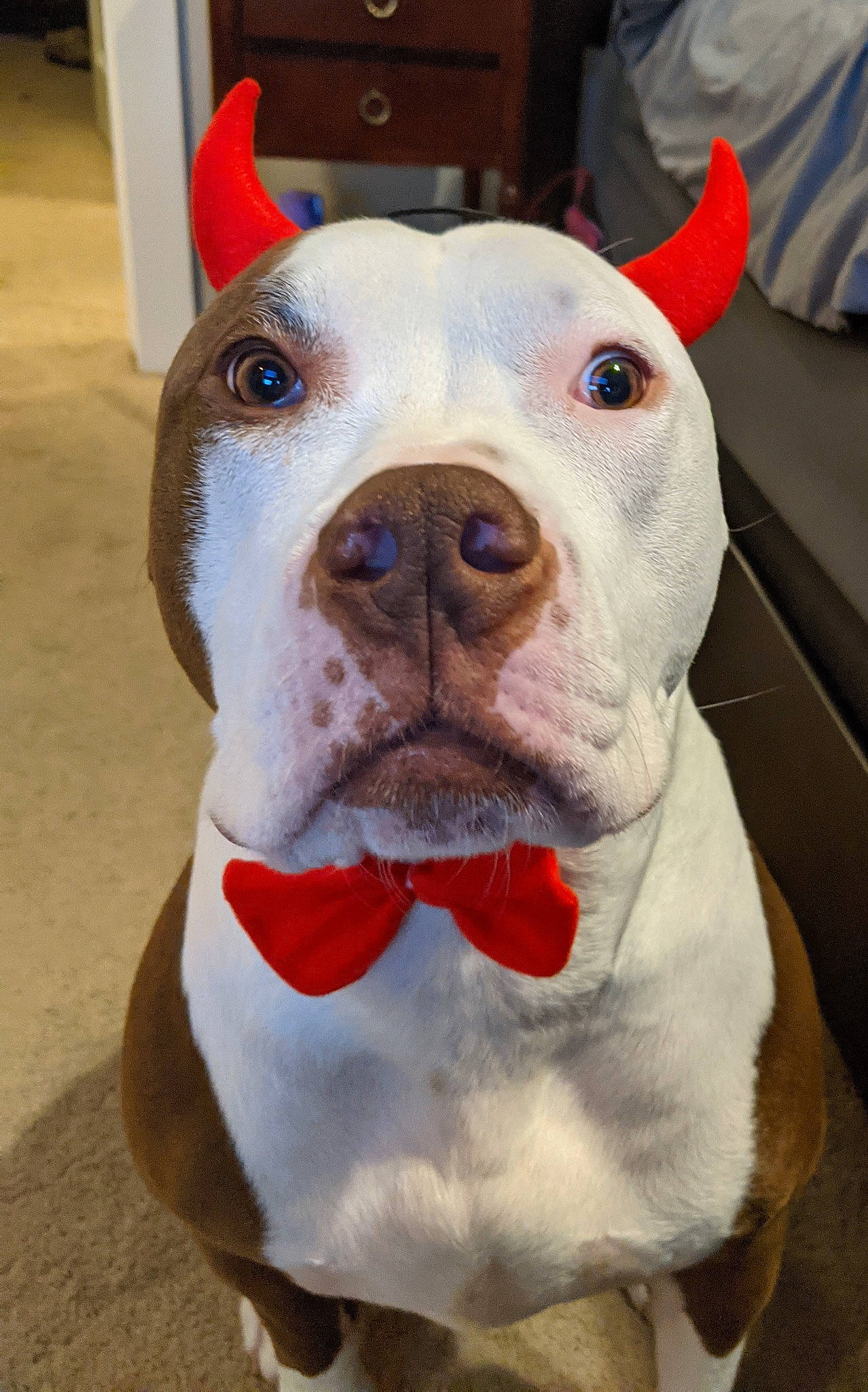 Donald is registered to the contest to win money with this photo: bulldog, canidae, carnivore, collar, companion_dog, dog, dog_breed, dog_collar, fawn, fur, leash, molosser, olde_english_bulldogge, pet_supply, snout, sporting_group, whiskers, working_animal, working_dog, wrinkle