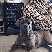 Paco a rejoint le concours — aidez-le/la à gagner de superbes lots ! alert, animal, blanket, brindle, canine, chair, companion, dog, domestic_animal, floor, furniture, guard, household, indoor, leopard_print, living_room, pet, resting, tile, wine_cooler