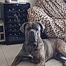 alert, animal, blanket, brindle, canine, chair, companion, dog, domestic_animal, floor, furniture, guard, household, indoor, leopard_print, living_room, pet, resting, tile, wine_cooler
