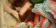 Poussi participe au concours pour gagner de l'argent avec cette photo : kitten, sleeping, blanket, crocheted, plush_toy, turtle, cozy, indoor, pet, fur, cute, resting, animal, soft, colorful, comfort, nap, small, domestic, young