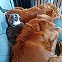 cat, dog, golden_retriever, pet, couch, blanket, furry, indoor, resting, cozy, animal, companionship, relaxation, sleeping, furniture, comfort, domestic, cute, snuggling, household