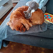 Poussi a rejoint le concours — aidez-le/la à gagner de superbes lots ! dog, kitten, couch, blanket, floor, board_game, pet, sleeping, resting, indoor, furniture, brown_dog, gray_kitten, cozy, cute, animal, companion, relaxing, home, domestic