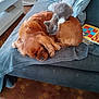 dog, kitten, couch, blanket, floor, board_game, pet, sleeping, resting, indoor, furniture, brown_dog, gray_kitten, cozy, cute, animal, companion, relaxing, home, domestic