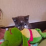 kitten, cat, plush_toy, frog, crocheted_blanket, indoor, cozy, cute, pet, animal, resting, snuggling, colorful, soft_toy, furry, young, curious, home, couch, relaxed